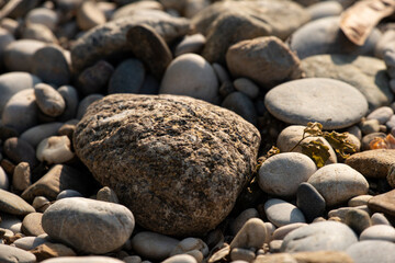 Fototapeta na wymiar Beach Stones Fossils Nature