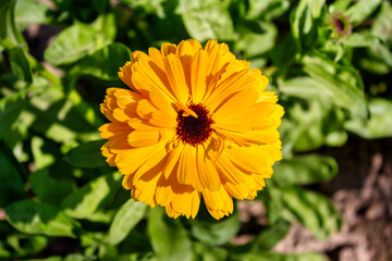 Calendula