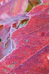 Jesienne liście dębu ścięte mrozem. Szron, przymrozek, wzór, kolory jesieni.