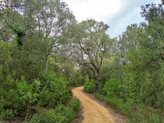 Autumn,fall november forest with yellow oaks and maples around the hiking trail