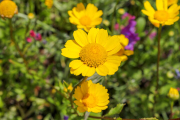 Coleostephus myconis