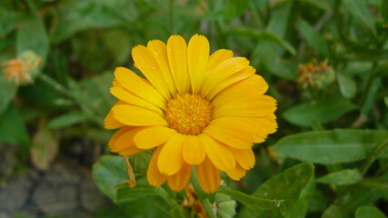 Coleostephus myconis