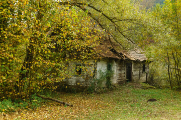 Jesień stara chata w lesie - obrazy, fototapety, plakaty