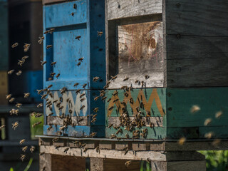 Honigbienen im Anflug auf den Bienenkasten