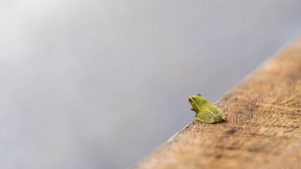The contemplative arrow poison frog