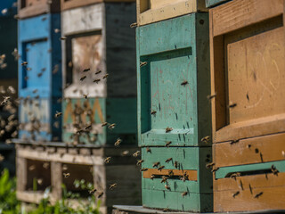 Honigbienen im Anflug auf den Bienenkasten