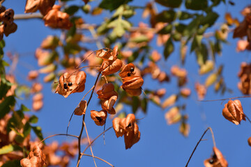 Autumn, close up golden leaves, berries