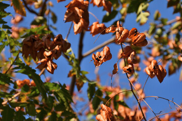 Autumn, close up golden leaves, berries