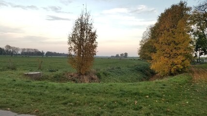 landscape with trees and sky