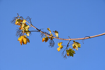 Yellow autumn leaves on a tree, blue sky