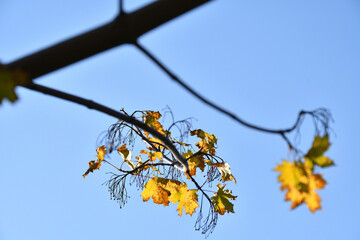 Yellow autumn leaves on a tree, blue sky