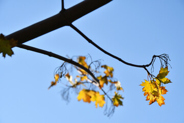 Yellow autumn leaves on a tree, blue sky