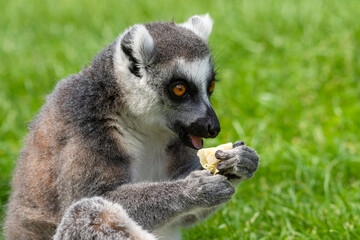 Obraz premium Ring Tailed Lemur Feeding on Grass