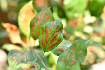 Yellow and green autumn leaves on a tree, turning colors
