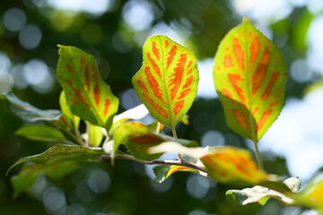 Yellow and green autumn leaves on a tree, turning colors