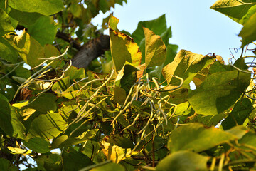 Leaves on a tree turning from green to yellow
