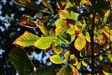 Leaves on a tree turning from green to yellow