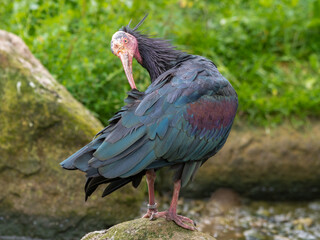 Northern bald ibis Preening on the Ground