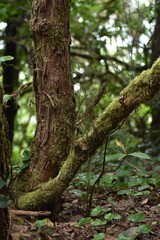 Obraz premium A tree trunk called heather with moss in the Anaga forest, in Tenerife