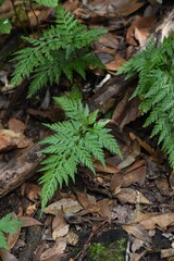 
Some beautiful ferns in the forest.