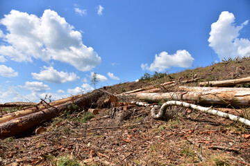 Deforestation forest and Illegal logging. Cutting trees. ​Stacks of cut wood. Wood logs, timber logging, industrial destruction. Forests illegal disappearing. Environmetal and ecological issues