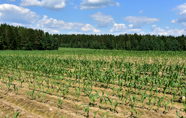 Fototapeta na wymiar Corn on the green stalk in the field. Maize or sweetcorn plants. Cornfield at farm. Harvest season and Agricultural concept. Maize feet industrial. Essential grain crops corn and Maize cob.