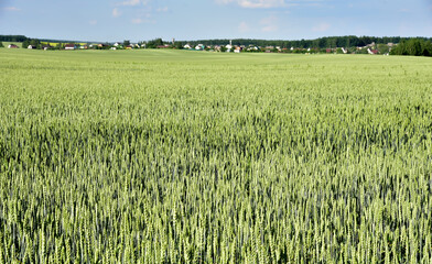 Wheat field background. View on of young green wheat crop. Farm production of flour, bread and bakery products. Agricultural landscape concept.