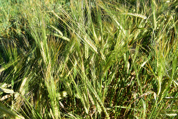 Wheat field background. View on of young green wheat crop. Farm production of flour, bread and bakery products. Agricultural landscape concept.