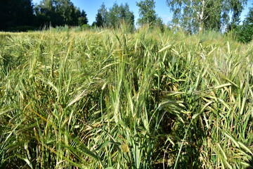 Wheat field background. View on of young green wheat crop. Farm production of flour, bread and bakery products. Agricultural landscape concept.