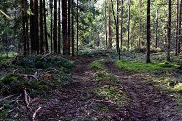 Felled pine trees in forest. Deforestation forest and Illegal logging. Cutting trees. ​Stacks of cut wood. Forests illegal disappearing. Environmetal and ecological issues. Soft focus