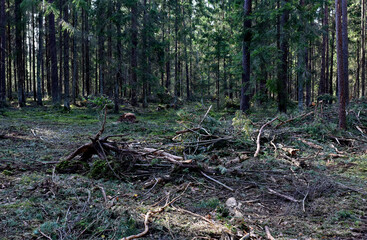 Felled pine trees in forest. Deforestation forest and Illegal logging. Cutting trees. ​Stacks of cut wood. Forests illegal disappearing. Environmetal and ecological issues. Soft focus