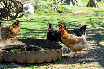 A flock of chickens and strategic planning.