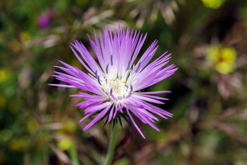 Galactites tormentosa