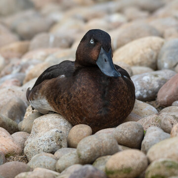 Madagascar Pochard Resting On Pebbles