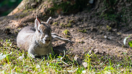 Patagonian Mara Resting on Grass