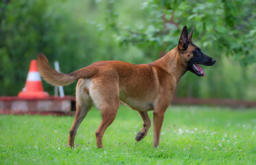 Red Belgian Malinois Shepherd Dog training in a green meadow with a red and white cone
