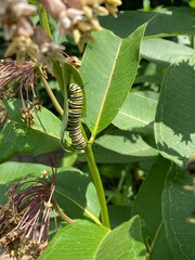 Monarch Caterpillar