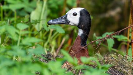 White-faced Whistling Duck Sitting on a Nest
