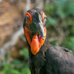 Close up Portrait Southern Ground Hornbill