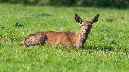 Young Red Deer Resting on Grass