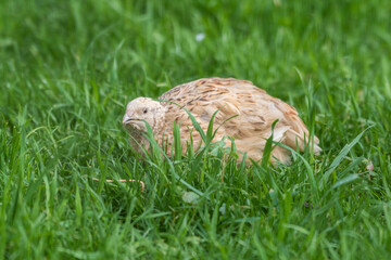 Japanese Quail Foraging in Grass