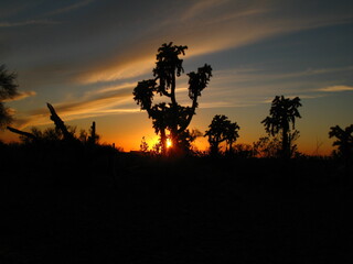 silhouette of a tree