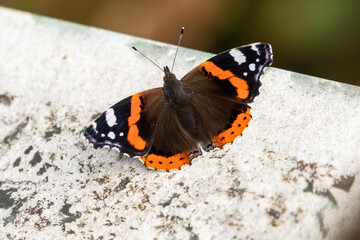 Fototapeta na wymiar Red Admiral Butterfly Resting on a Rock