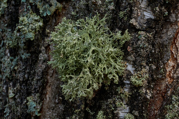 Parmelia sulcata (lat. Parmelia sulcata) - type of lichen genus Parmelee (Parmelia) family Parmeliaceae (Parmeliaceae).