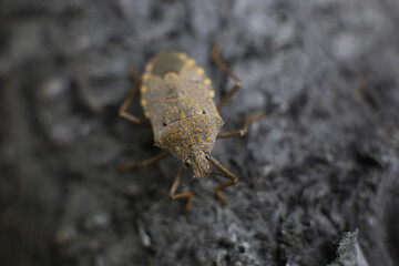 Closeup shot of a brown marmorated stink bug