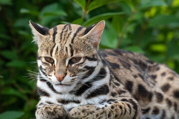 Asian Leopard Cat Resting