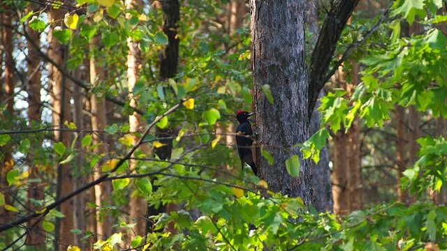 Bird - male Black Woodpecker using its bill to dig for insects in a tree he sits on the trunk of a pine tree breaks the tree trunk looks for beetle larvae and eats them.
