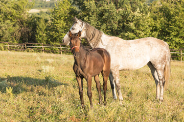 Obraz na płótnie Canvas White horse and little brown foal