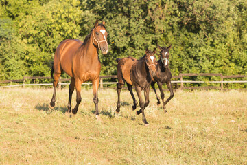 Obraz premium A beautiful brown mare, and her cute foal in the meadow