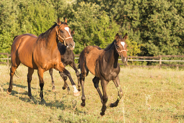 Fototapeta premium Wild horse and cute foal